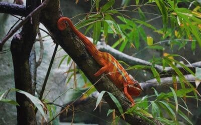 Virtual Leadership and the Role of Adaptability – Leadership Insights from Liddell Consulting