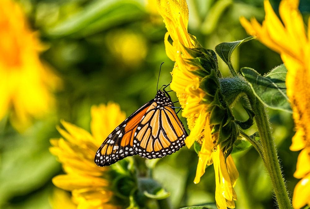 The Butterfly Effect – Hiring & Keeping the Right Talent – Leadership Insights from Liddell Consulting